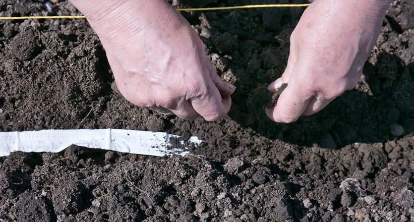 przyjazna Rośliny, Wioletta Sklep Ogrodniczy Nasiona Holenderskie, Kozienice